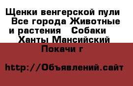 Щенки венгерской пули - Все города Животные и растения » Собаки   . Ханты-Мансийский,Покачи г.